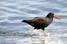 Schwarzer Austernfischer (7 von 14).jpg